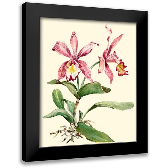 Waldman, Joy 12x14 Black Modern Framed Museum Art Print Titled - Pink Cattleya Orchid