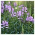 thumbnail image 3 of Everwilde Farms - 1 lb Obedient Plant Native Wildflower Seeds - Gold Vault Bulk Seed Packet, 3 of 3