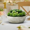 thumbnail image 2 of Serene Spaces Living 7" Echeveria Succulent Mix in Bowl - for Weddings and Home Décor, Real Looking Succulent for Decoration, Single, 2 of 6