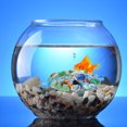 thumbnail image 1 of WEUVEB 1Jgo Luminosas De Para Decorar El De Acuario Con Natural, 1 of 6