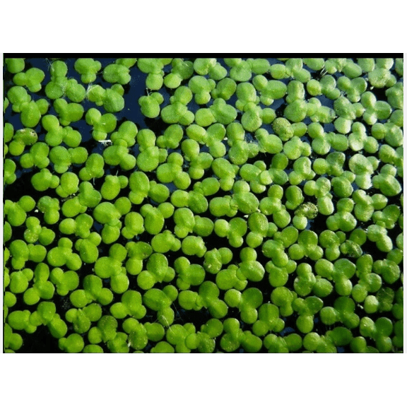 1000 Duckweed 100 Giant Duckweed Live Aquarium & Pond Floating Plants