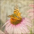 thumbnail image 2 of Murdock, Ramona 20x20 White Modern Wood Framed Museum Art Print Titled - Tattered Butterfly, 2 of 4