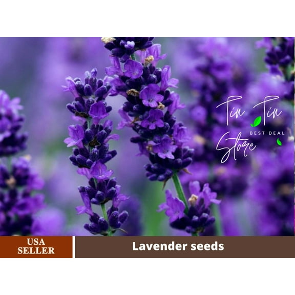 100  Seeds-English Lavender Seed #C001-Authentic Seeds-Flowers-Seeds-Rose seeds-Herb seeds-Vegetable Seeds-Mix Seeds for Plant- B3G1