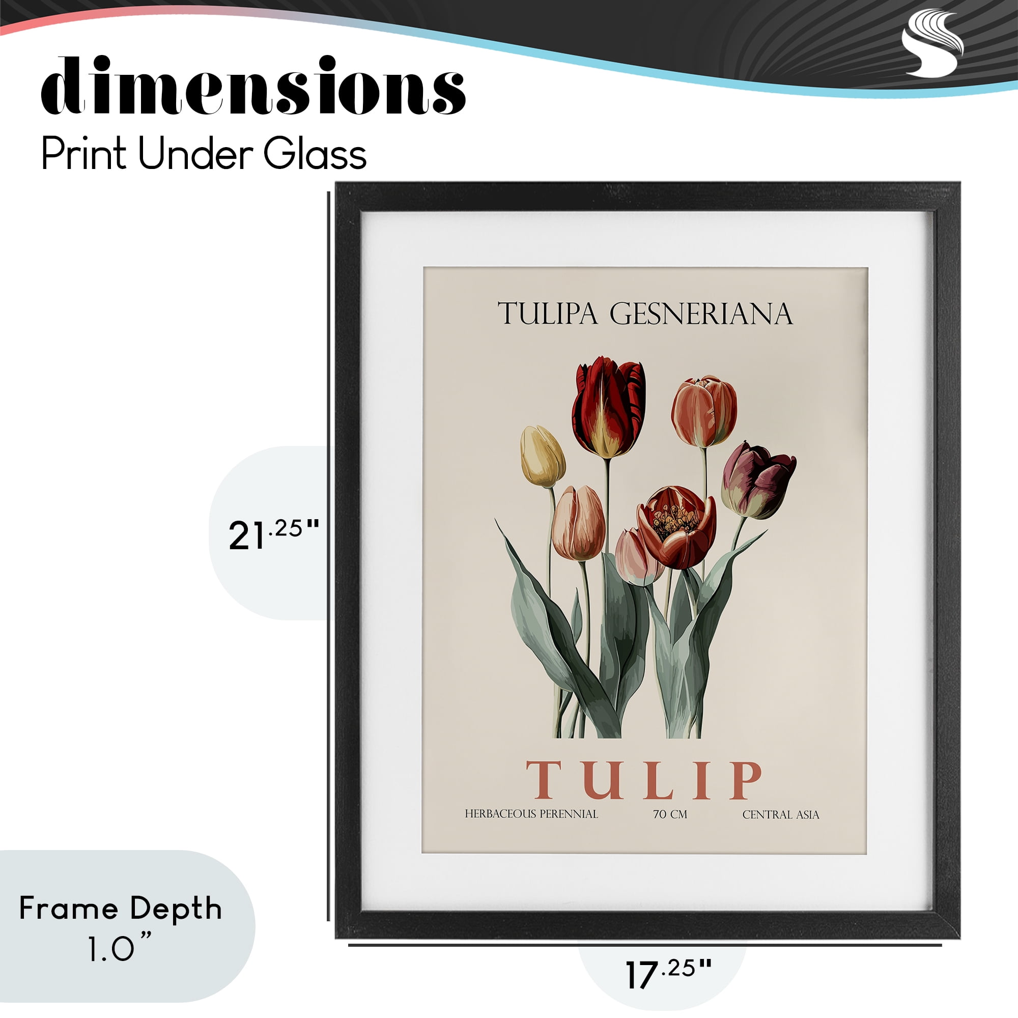 Stupell Industries Natural Tulip Bundle Black Framed Print Under Glass, design by Christopher Giampietro