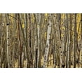 thumbnail image 2 of Malvin, Larry 14x11 Gold Ornate Wood Framed with Double Matting Museum Art Print Titled - Aspen Grove I, 2 of 4