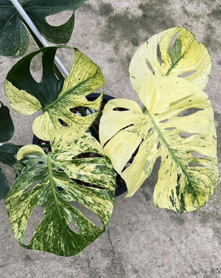 Monstera Mint Live Plant for Planting, Rare Variegated Houseplant for Home or Office, 5-8" Tall Tropical Indoor Plant