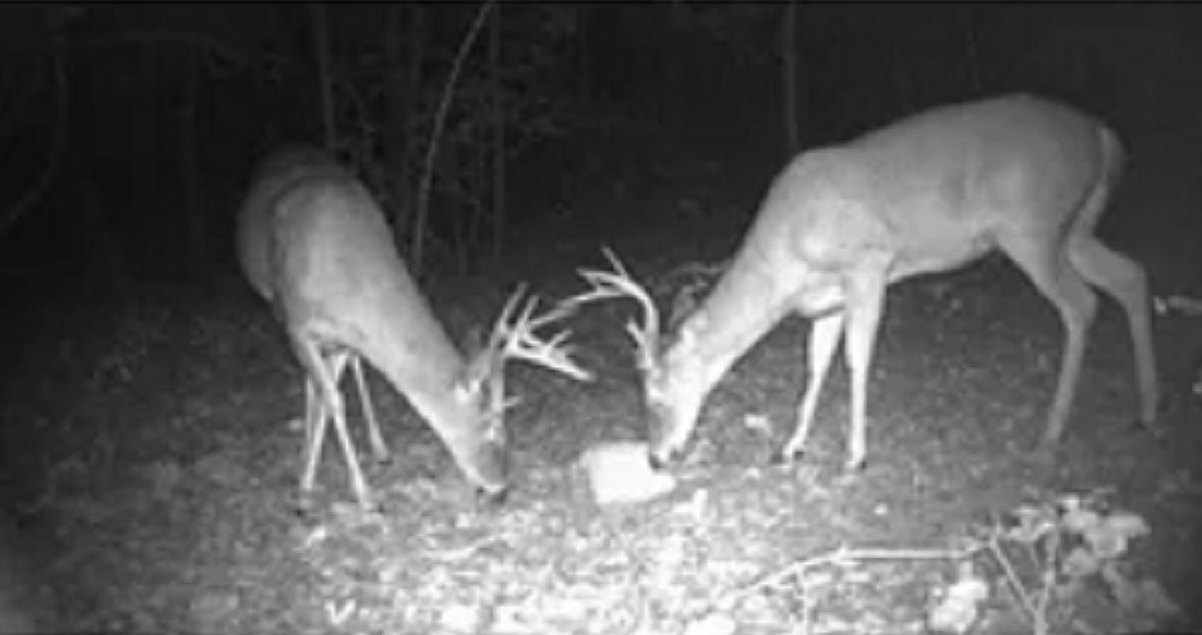 Manna Pro Extreme Acorn Deer Block 20lb
