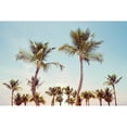 thumbnail image 3 of Carpentieri, Natalie 18x13 Black Modern Framed Museum Art Print Titled - Aruba Palm, 3 of 5