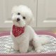 thumbnail image 4 of ¡Precios Insuperables!, Pañuelos para perros, bufanda triangular para mascotas, babero, ajuste con dos broches, juego de pañuelos, accesorios para perros, cachorros y gatos Akmoler, 4 of 9