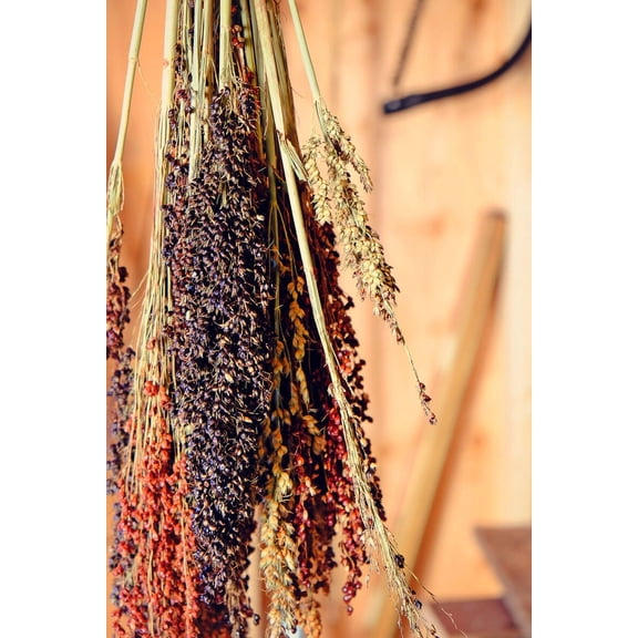 Mixed Colors Sorghum Molasses Cane Broom Corn Heirloom Seed Packet