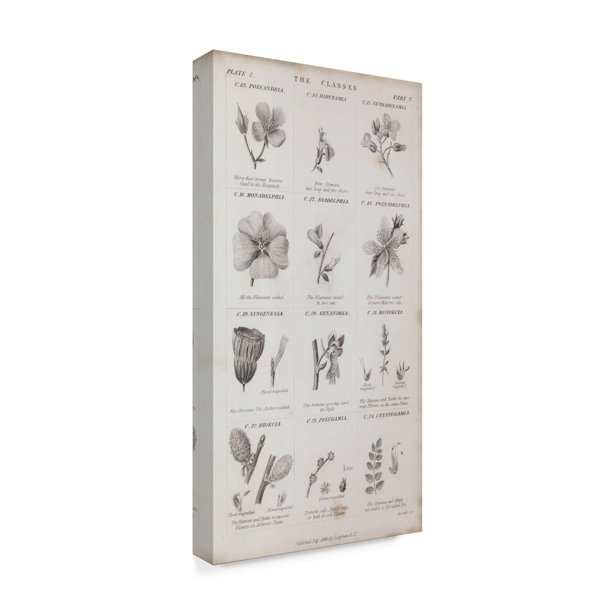 Trademark Fine Art 'Conversations on Botany X' Canvas Art by Wild Apple Portfolio