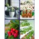 thumbnail image 5 of Dontodent 300 LED Planta de interior Crecimiento Bombilla Espectro Rojo y azul 31 LED Planta Muebles E27 Lámpara de cultivo para plántulas hidropónicas Flores suculentas Invernadero vegetal (85-265V), 300 LED Kuyhfg Sin marca, 5 of 5
