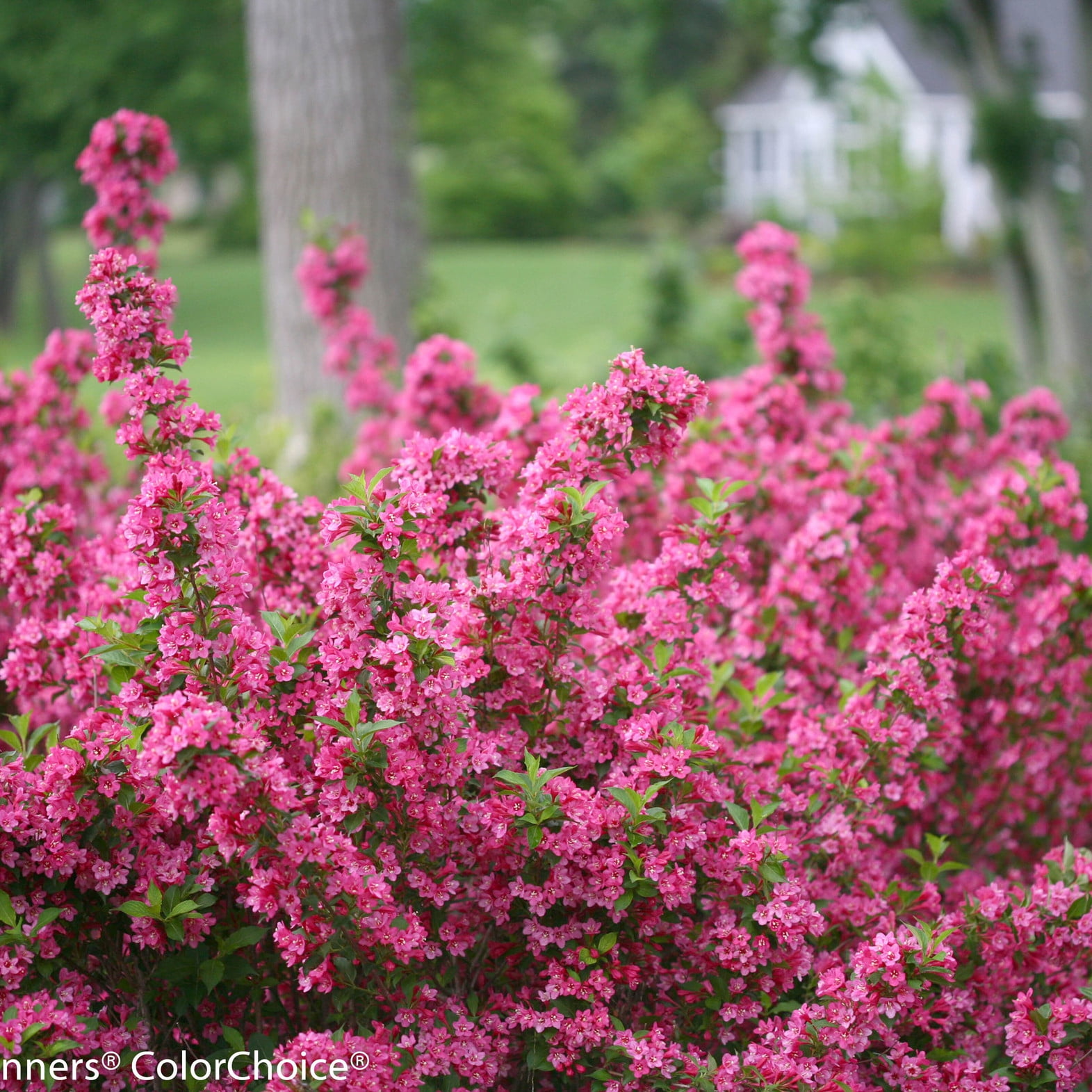 Proven Winners ColorChoice 6" Sonic Bloom Pink Reblooming Weigela Live Plant in 7.5" Pot