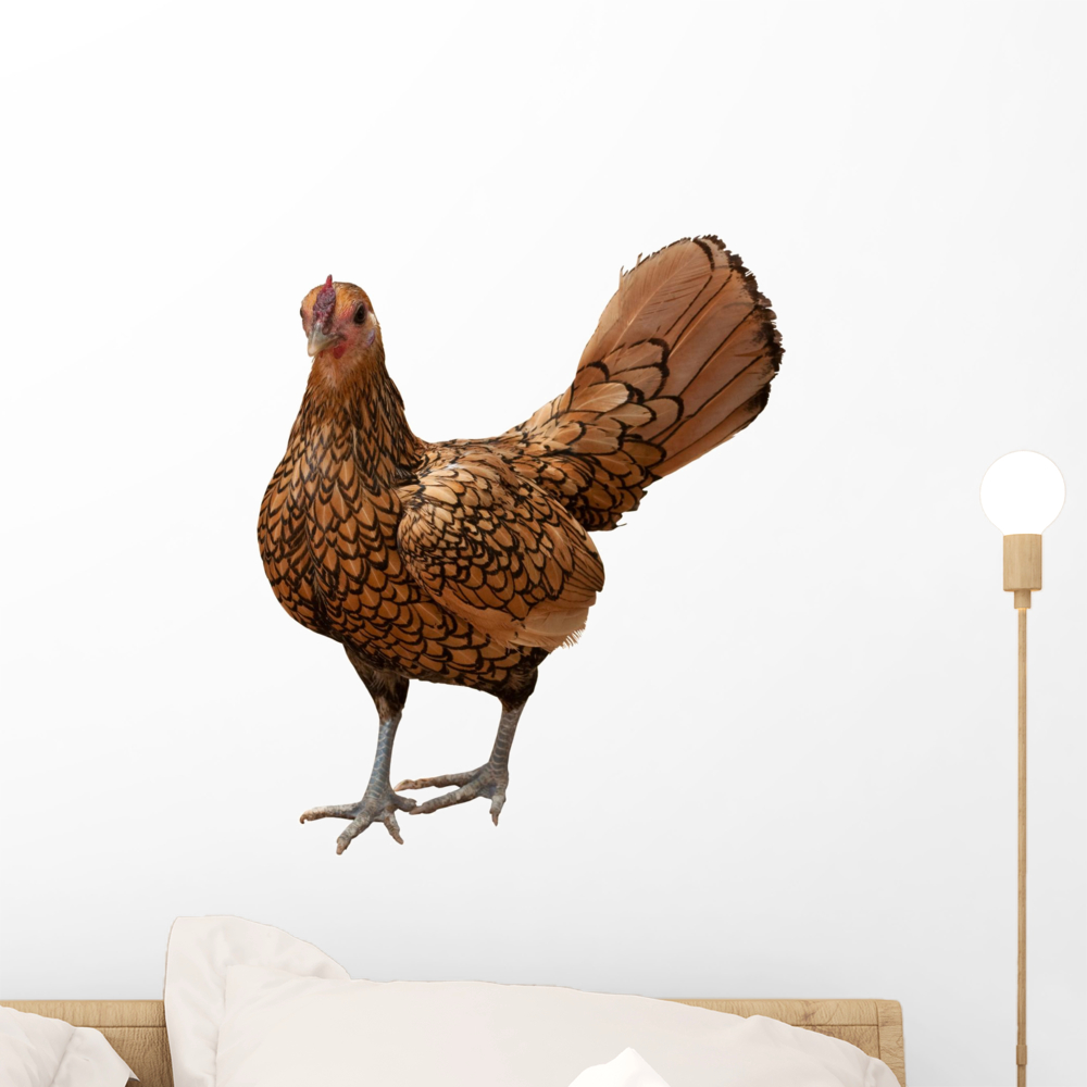 Gold Laced Sebright Chicken Wall Decal by Wallmonkeys Peel and Stick ...