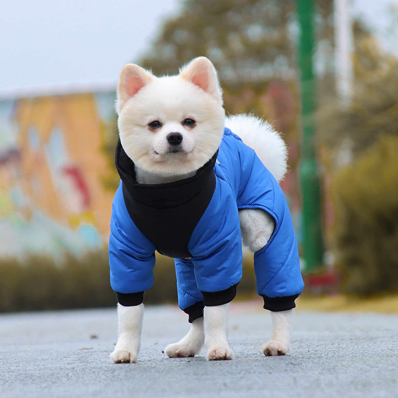 Male dog clothes cheap