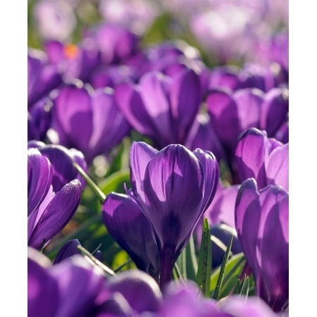 Heirloom Flower Bulbs - 25 CROCUS VERNUS FLOWER RECORD 9/+ cm Bulbs, Priority shipping upgrade free!