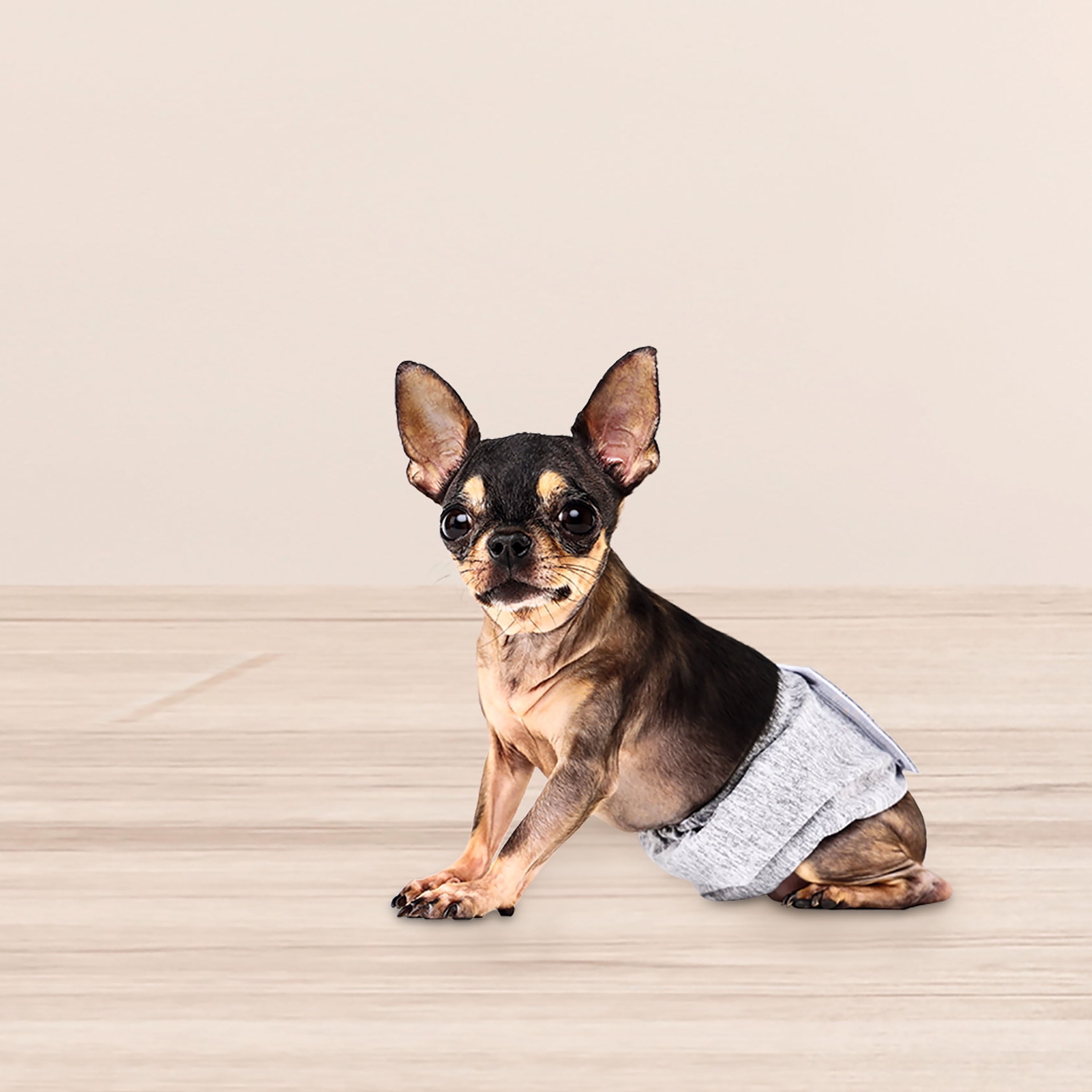 (2 pack) Vibrant Life Washable Dog Wraps for Male Dogs, XS, 3 Count