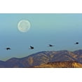 thumbnail image 2 of Illg, Cathy and Gordon 18x13 Gold Ornate Wood Framed with Double Matting Museum Art Print Titled - New Mexico Sandhill cranes fly by full moon, 2 of 4