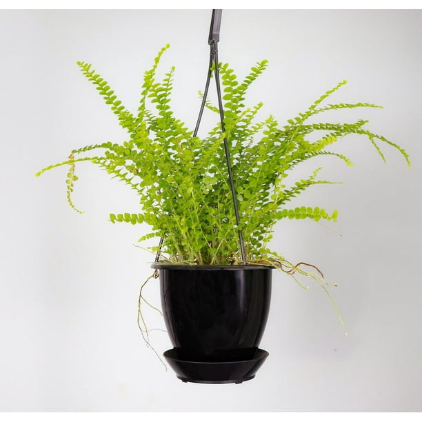 Live Lemon Button Fern Plant 4" Hanging Pot Black