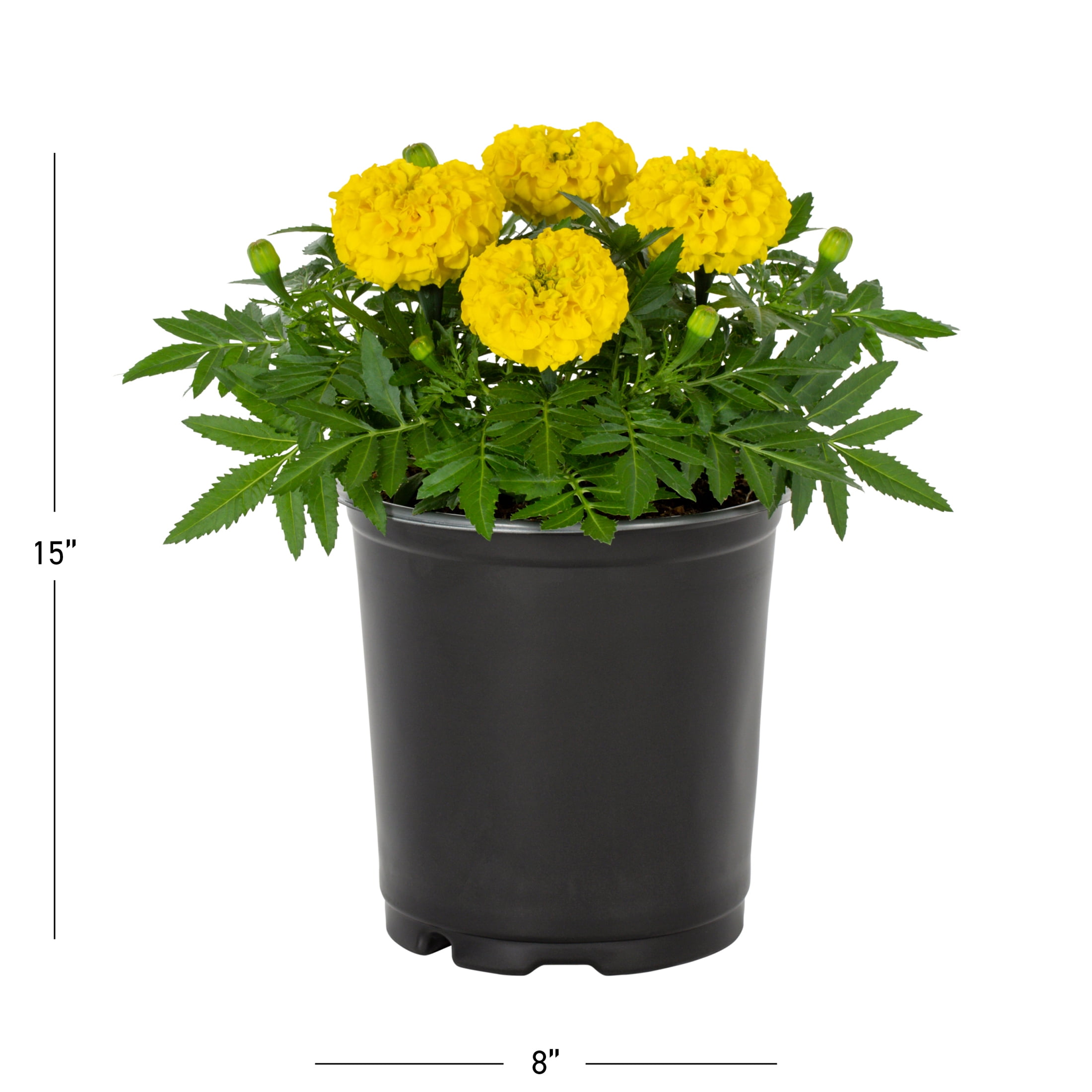 Expert Gardener Yellow Marigold Live Annual Plant, 2QT Grower Pot, 3-Pack