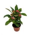 thumbnail image 2 of Rare Eos Biblical Crown of Thorns Plant - Euphorbia - Red/Pink - 2.5" Pot, 2 of 4