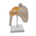 thumbnail image 2 of Modelo de articulación de hombro con ligamentos Características Clavícula, húmero y escápula para demostración anatómica Escuela Estudio Enseña Baoblaze Modelos de articulación del hombro, 2 of 8