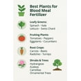 thumbnail image 3 of ⭐ 𝐁𝐄𝐒𝐓𝐒𝐄𝐋𝐋𝐄𝐑 Organic Blood Meal Fertilizer by Gardenera Labs - 12-0-0 NPK - All-Natural Plant Food Source of Nitrogen for Organic Gardening, Flowers, Vegetables, Trees & Shrubs - 5 QUARTS, 3 of 9