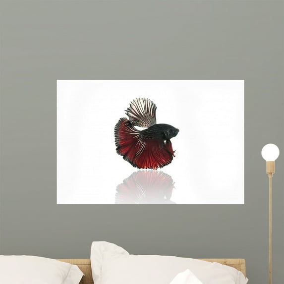 Halfmoon Betta Fighting Fish Wall Mural by Wallmonkeys Peel and Stick Graphic (24 in W x 16 in H) WM3260
