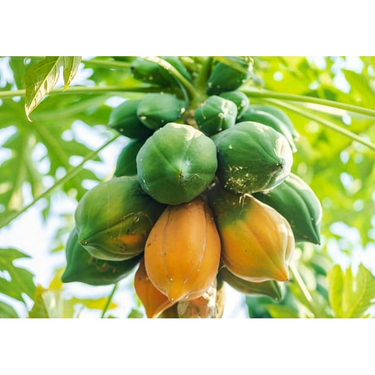 Fresh Papaya, Each, 1 Count