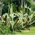 thumbnail image 2 of Agave Americana 'Variegata', 2 of 5