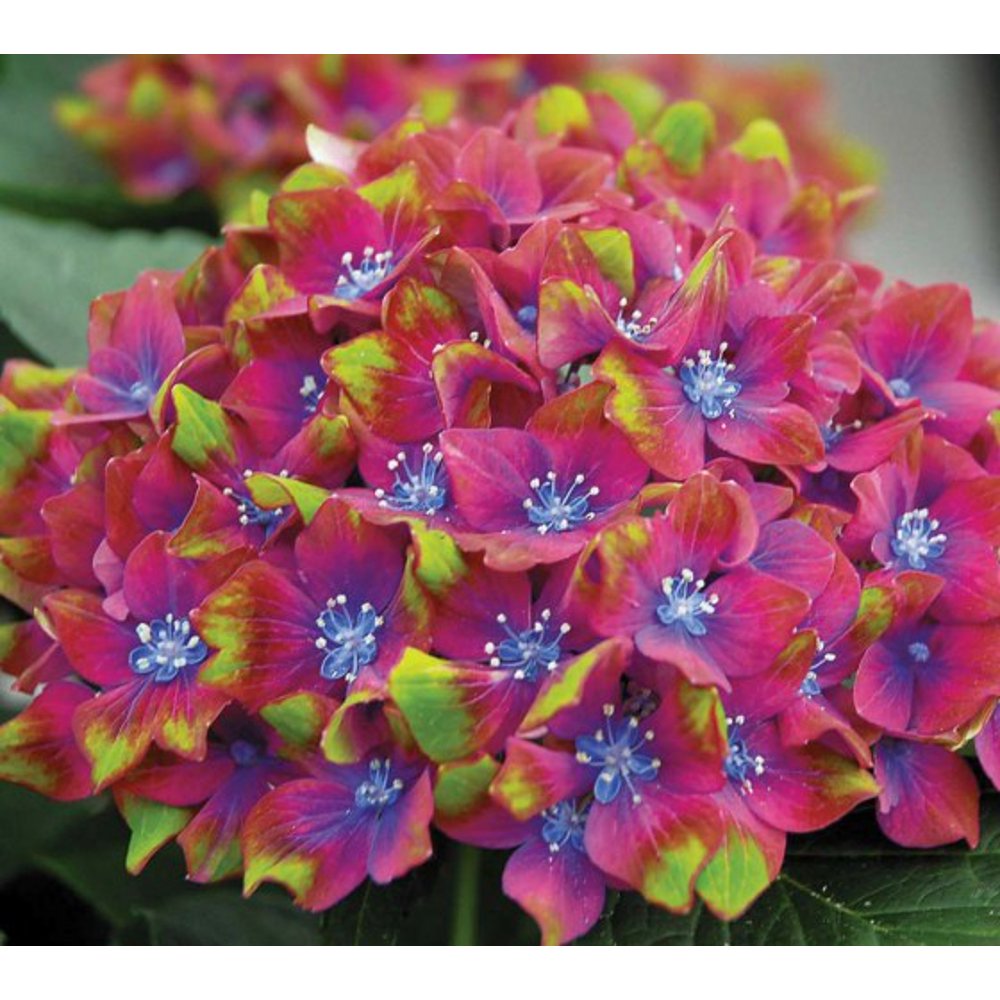 Pistachio Next Gen. Hydrangea Live Plant ( TG )