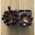 thumbnail image 3 of Aeonium Black Rose Plant Live for Planting - Black Tree Aeonium Plant - Houseleek Tree - 2 Inch Pot, 3 of 6