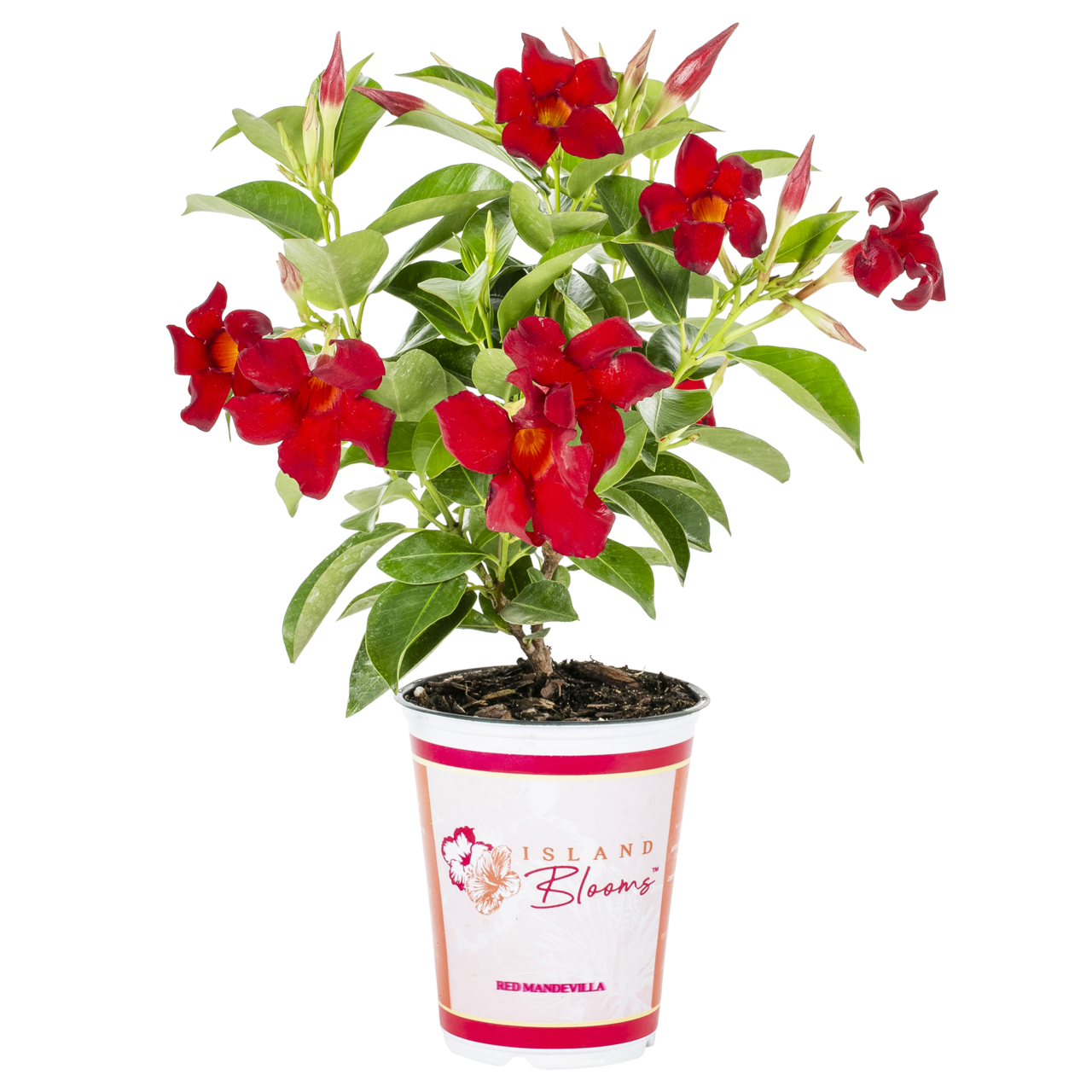 Island Blooms 1.5PT Red Mandevilla Live Tropical Plant Sun 5-Pack