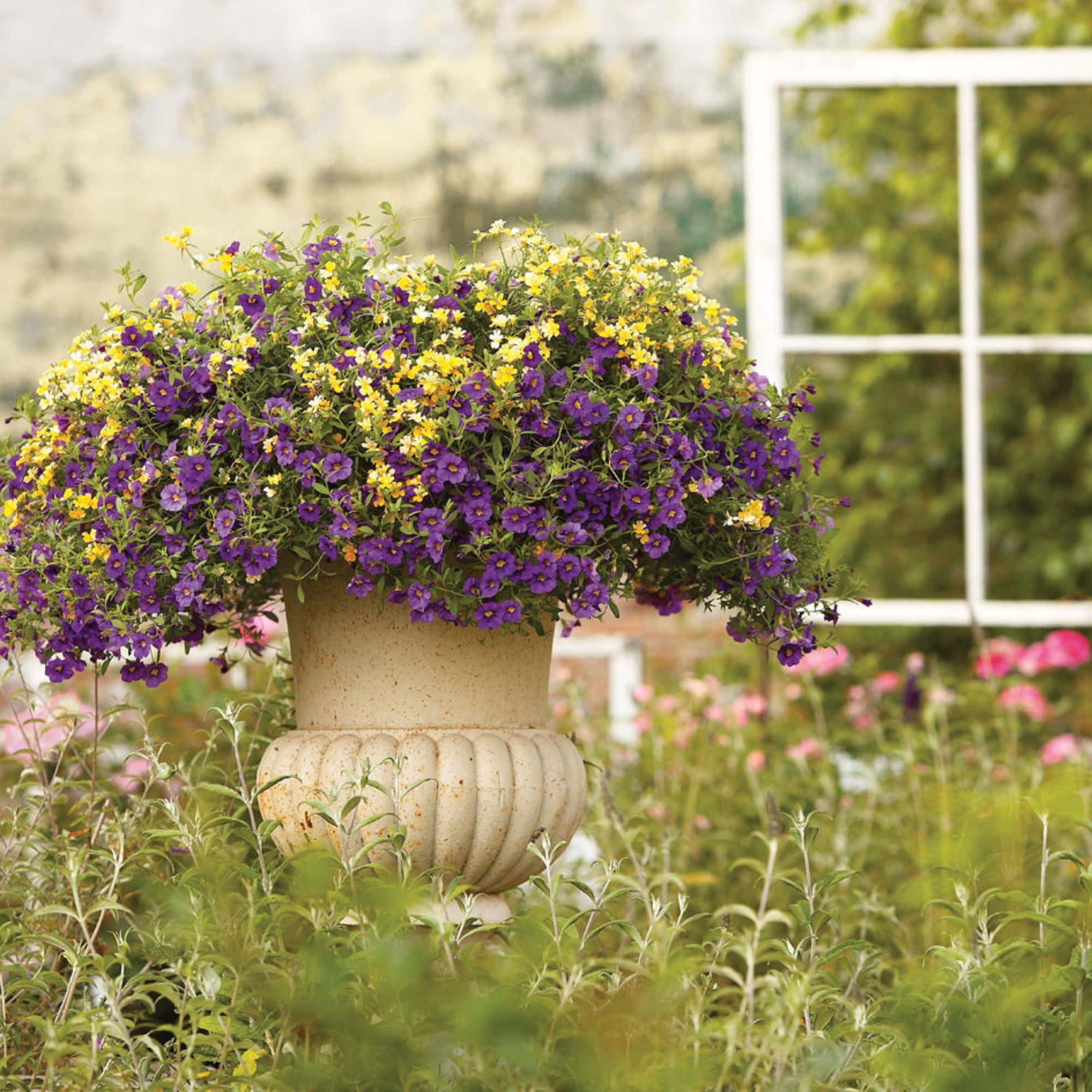 Proven Winners 4" Superbells Blue Calibrachoa Live Plant in 4.25" Pot (4 Count)