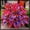 B, variant on Hostas Planting-(Non-Artificial)-Premium Ornamental Garden Stakes-Home Decoration-Beautiful Gift Garden-Bloom Year After Year