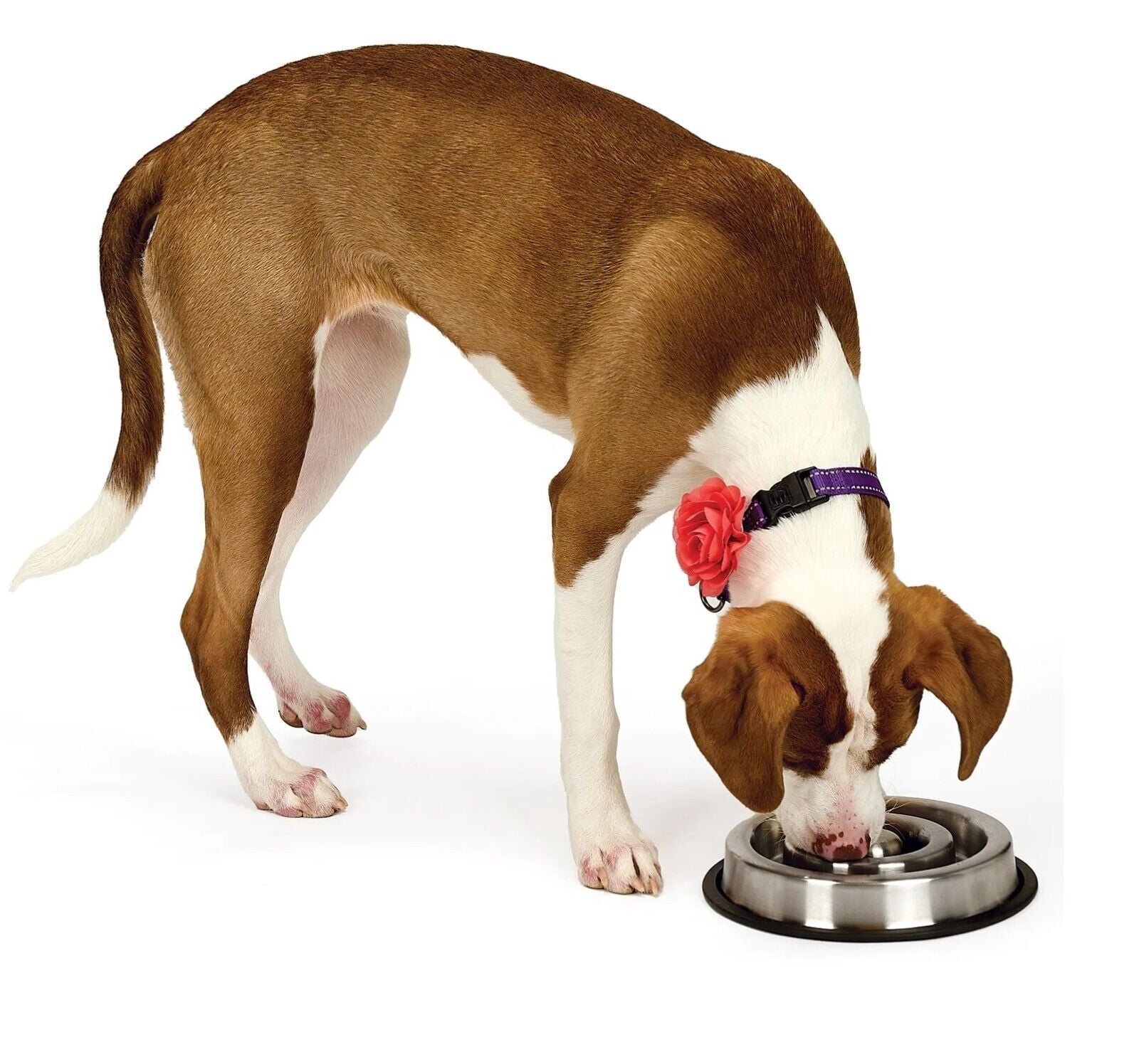 Stainless Steel Heavy Duty Slow Feeder Dog Bowls Anti Slip 2 Sizes Available (Small)