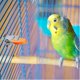 thumbnail image 4 of Comedero para pájaros de 4 piezas para loros, comedero para pájaros de acero inoxidable, soporte para frutas, soporte para verduras, clip para comida, soporte para comida para pájaros, accesorio para jaula de pájaros ER, 4 of 5