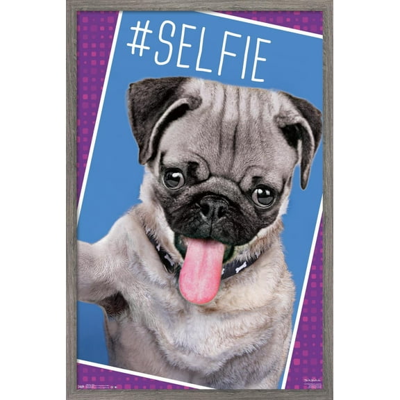 Keith Kimberlin - Kittens - Pug - Selfie Wall Poster, 22.375" x 34", Framed