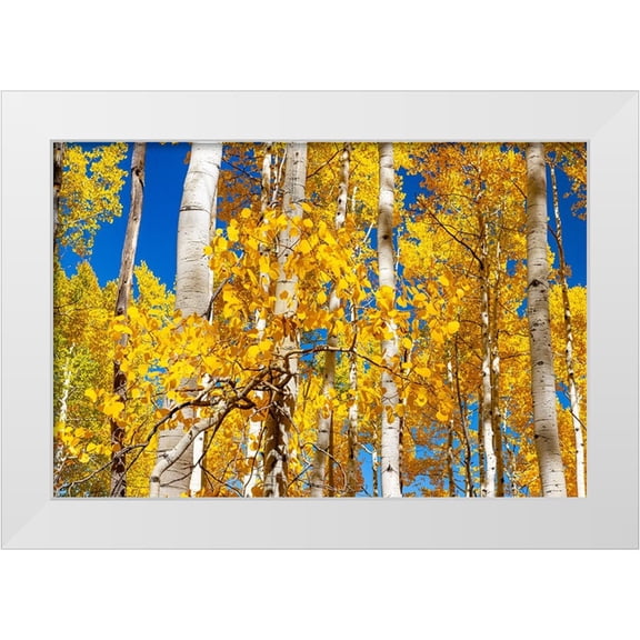 Ostrowitz, Mallorie 14x11 White Modern Wood Framed Museum Art Print Titled - Aspen trees in autumn turning goldin Snowmass