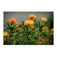 thumbnail image 2 of Flower Seeds - Safflower-250 Seeds -Annual Flower -Seed Pack - Wildflower- Drought Tolerant -  Serendipity Seeds, 2 of 5