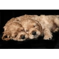 thumbnail image 2 of Jaynes Gallery 14x11 White Modern Wood Framed Museum Art Print Titled - Cocker spaniel puppies sleeping, 2 of 4