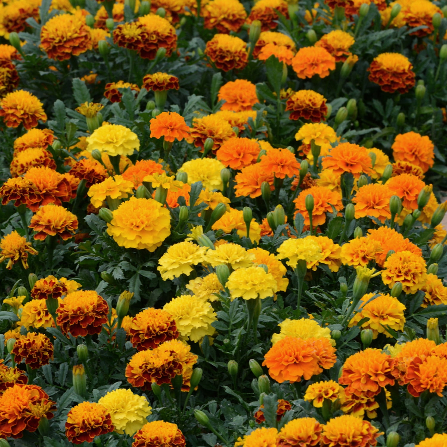 Altman Plants Yellow French Marigold 4-Pack, Marigolds, Spring Flowers, 4" Pots, Annuals, Full Sun