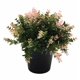 thumbnail image 1 of Planta artificial flor artificial planta artificial planta verde planta en maceta salvia bonsai planta en maceta flor artificial al por mayor flor artificial (rosa) ILoveMilan  JM, 1 of 5