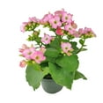 thumbnail image 3 of Kalanchoe blossfeldiana 'Calandiva Pink' (4.5" Grower Pot) - Best Flowering Houseplant for Home Office - Live Healthy Easy to Care Houseplant for Beginners, 3 of 6