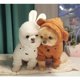 thumbnail image 2 of Sudadera con capucha y orejas tridimensionales de oso y gato para mascotas, cálida y cómoda, con chaqueta de algodón de terciopelo, 2 of 6