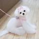 thumbnail image 5 of Mascota De Perro De La Cuerda Principal Cuello De La Correa Correa Del Arnés Diadema De Flores M PNK Sunnimix El perro del arnés, 5 of 8