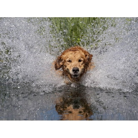 - Golden Retriever Water Entry Print Wall Art By Lynn M. Stone