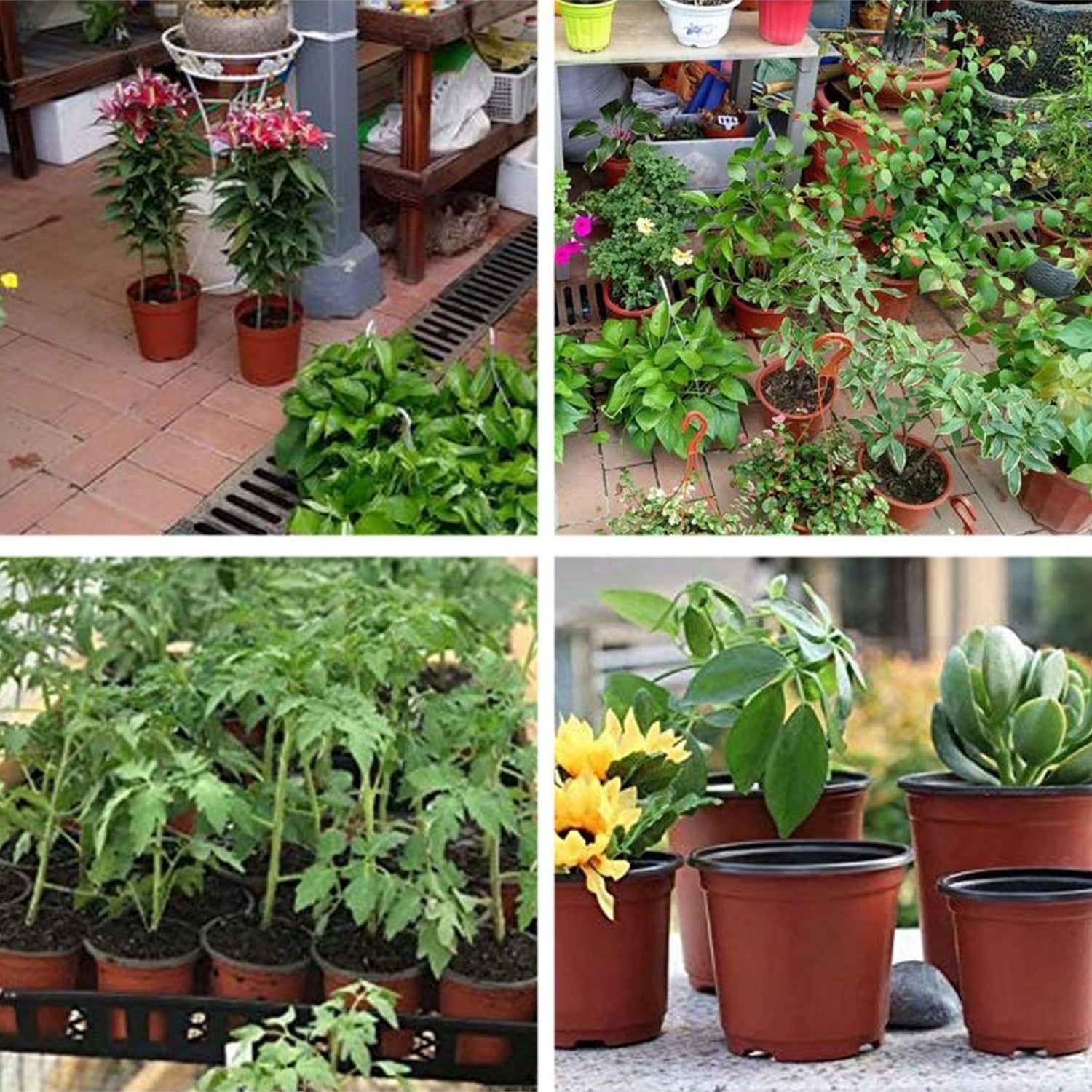 6 inch Plastic Flower Pots HYG Plant Pot 50 Pcs Seed Starting Seed Starting Planter with Drainage Holes for Outdoor Indoor Seedling Transplant Plant Container Cups,Brown