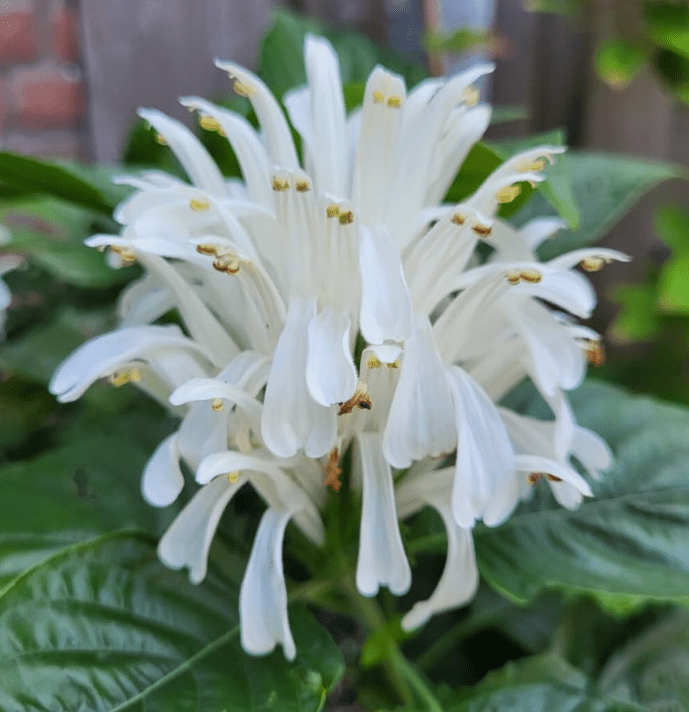 Live Shrimp Plant for Growing, 4 to 6 Inc Tall, White Shrimp Plant Pot, Shrimp Live Plant, Shrimp Plants Live Indoor Outdoor