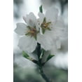 thumbnail image 2 of Geyman, Vitaly 23x32 Gold Ornate Wood Framed with Double Matting Museum Art Print Titled - Spring Blossoms II, 2 of 4